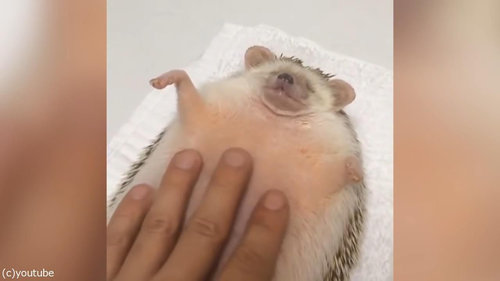 �������褵�����ʥϥ�ͥ���03