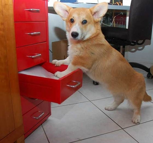 成長後のペット24