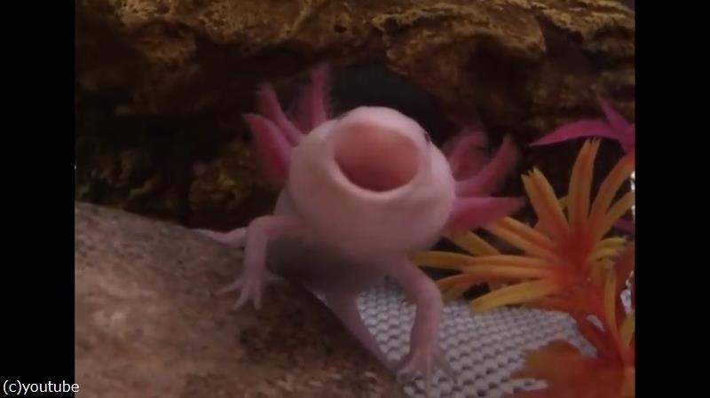 ウーパールーパーの あくび が目撃される 動画 らばq