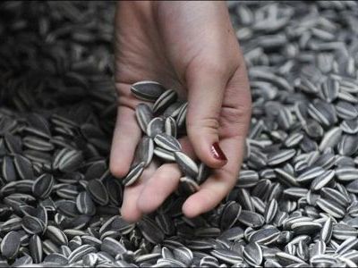 ひまわりの種00