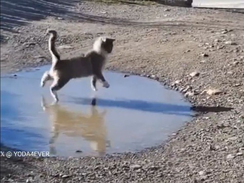 猫が初めて凍った水たまりに触れて…斬新なリアクションを見せる