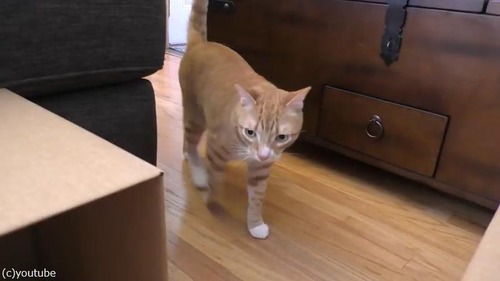 猫2匹にダンボール迷路をプレゼント03