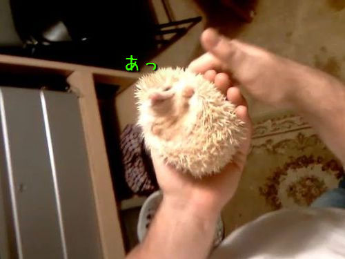 �ϥ�ͥ��ߤμ���