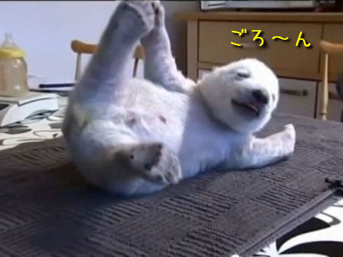 シロクマの赤ちゃん「シク」