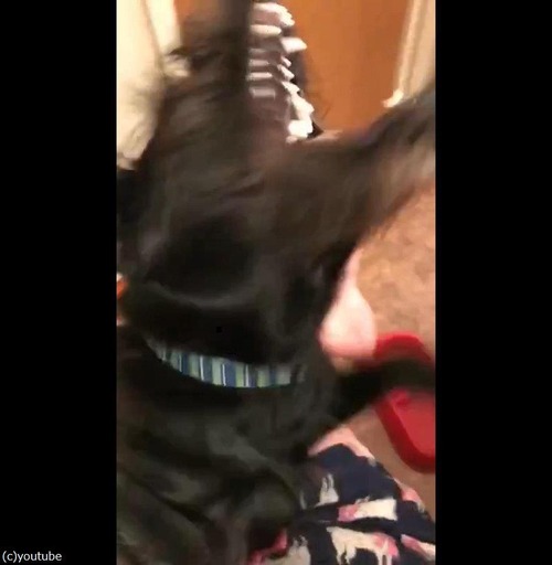 ドライヤーと犬04