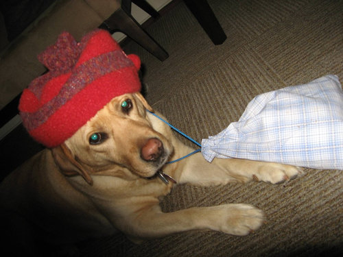 6歳の娘が犬をモデルにして写真02