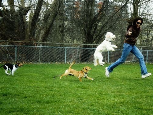 公園で遊んだ犬02