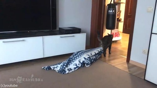 毛布泥棒の犯人05