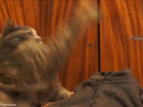 インコが猫にイタズラ05