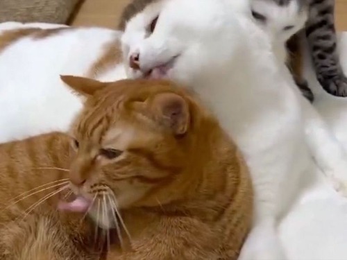 猫4匹による「優しさの連鎖」文字通りの意味で…