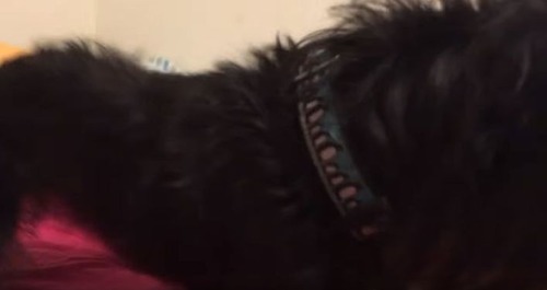 飼い主に飛びかかる猫、止める犬06