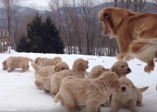 ママ犬とじゃれる子犬たち03