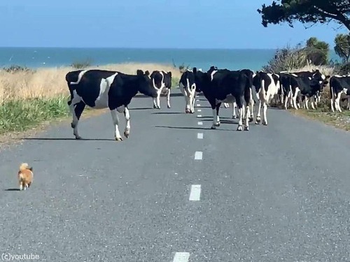 チワワが脱走した牛たちを追う03