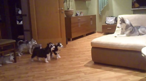 ママハスキーと子犬ハスキー01