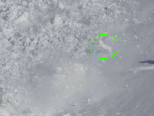 雪崩とウサギ01