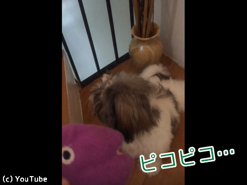 おもちゃの真似をするシーズー01