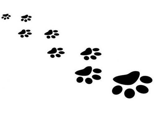 手をつないで寝る子猫たち00