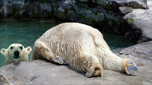 ưʪ�����Τ�����ʤ���11