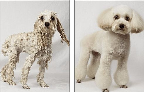 ペット濡れる前と後04