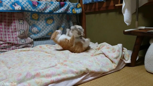 猫に挑むウサギ01