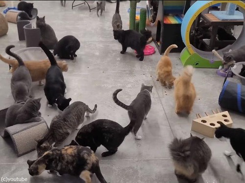 野良猫の聖地ファリボー猫保護施設05