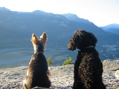 絶景を見下ろす犬06