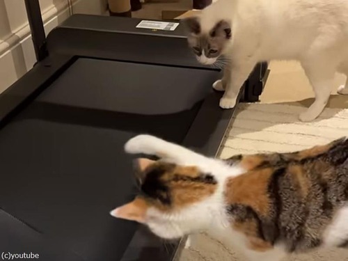 慎重すぎる猫2匹が…初めてルームランナーを見たときの反応（動画）