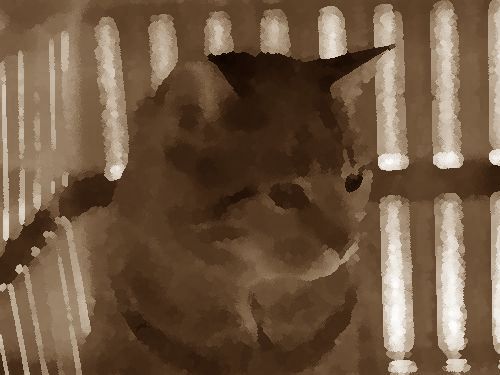 彼氏の妹が猫を連れてきた00