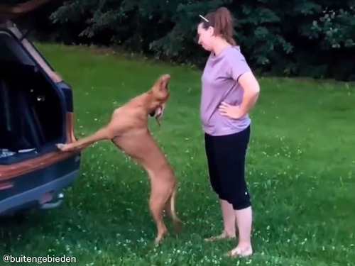 まだまだ野外で遊んでいたい犬…車に乗りたくない意思を独特の方法でアピール