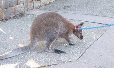 下着カンガルー01