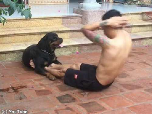 うちの犬は 筋トレのお手伝いをしてくれる 動画 らばq うちの犬は 筋トレのお手伝いをしてくれる 動画 らばq