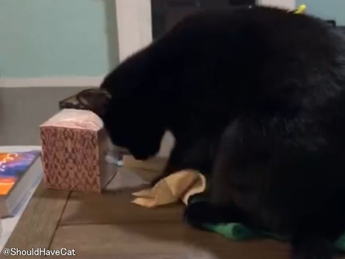 「自分が知る限り、もっとも掃除が上手な猫だと思う…」