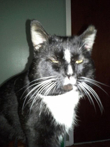 もう子猫じゃない02