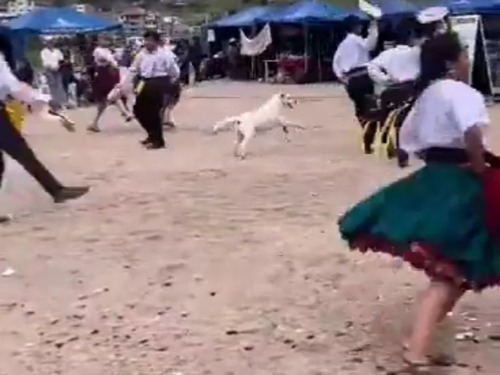 近所の犬「人間よりクルクル回れるよ…」メキシコのダンスに飛び入り参加する（動画）