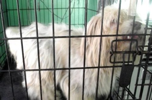 レスキューされた犬11