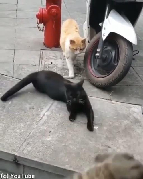 猫の修羅場シーン02