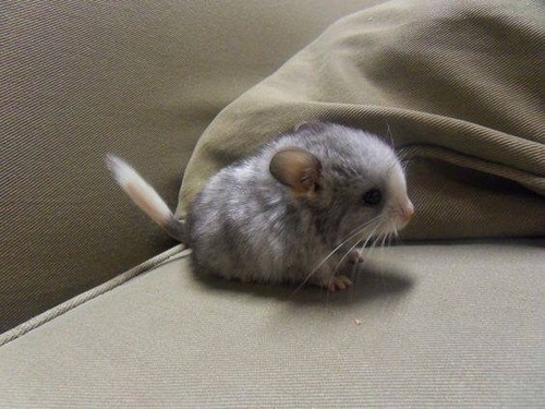 12Baby 赤ちゃん動物たち Chinchila