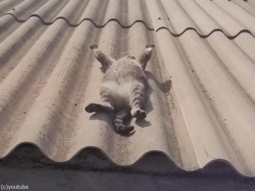 屋根の上で日向ぼっこする猫