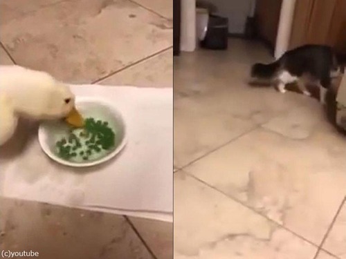 アヒルの食べる速度00