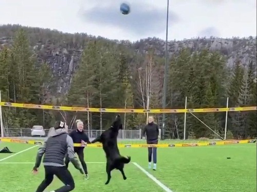 �Х졼�ܡ���Υȥ���ŷ�͸�02