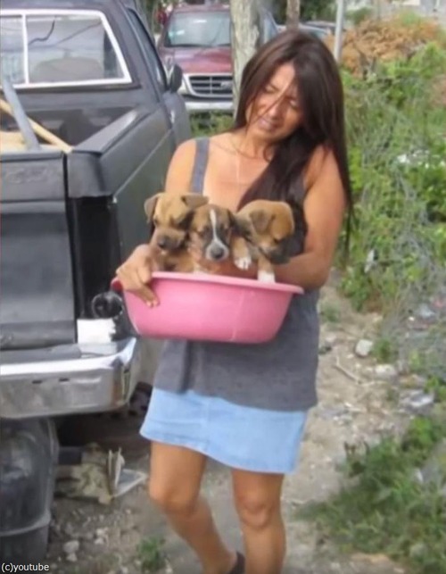 バハマで97匹の犬を保護02