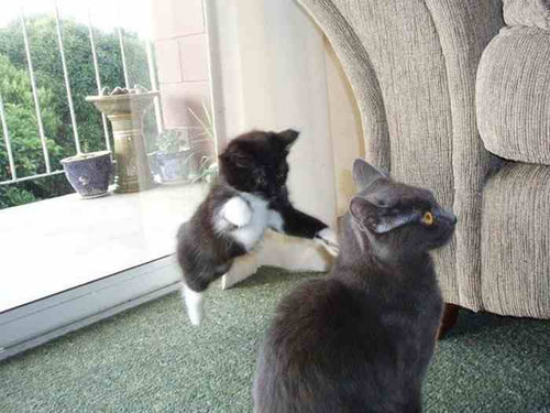 チャレンジャーな猫13