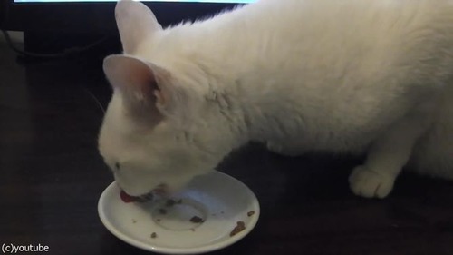 「この猫、夢を見てる」07