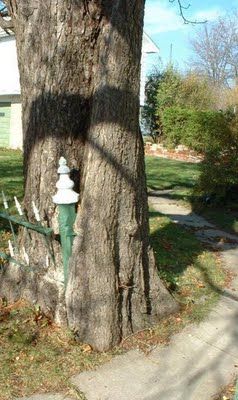 植物の生命力06