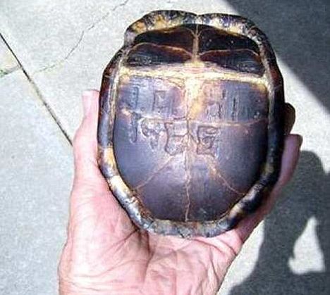 47年ぶりに亀と再会01