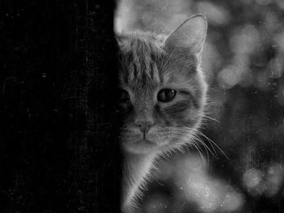 猫におびえる