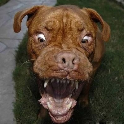 顔面凶器の犬07