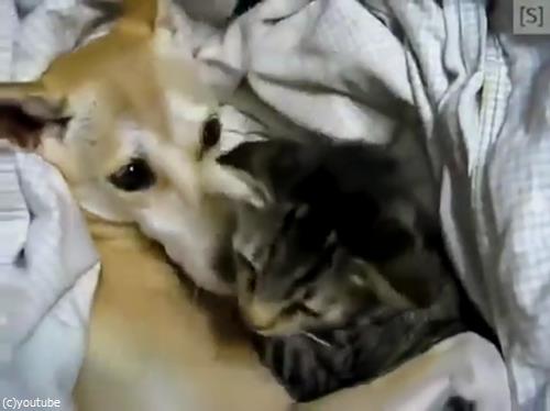 仲良く眠る犬猫03