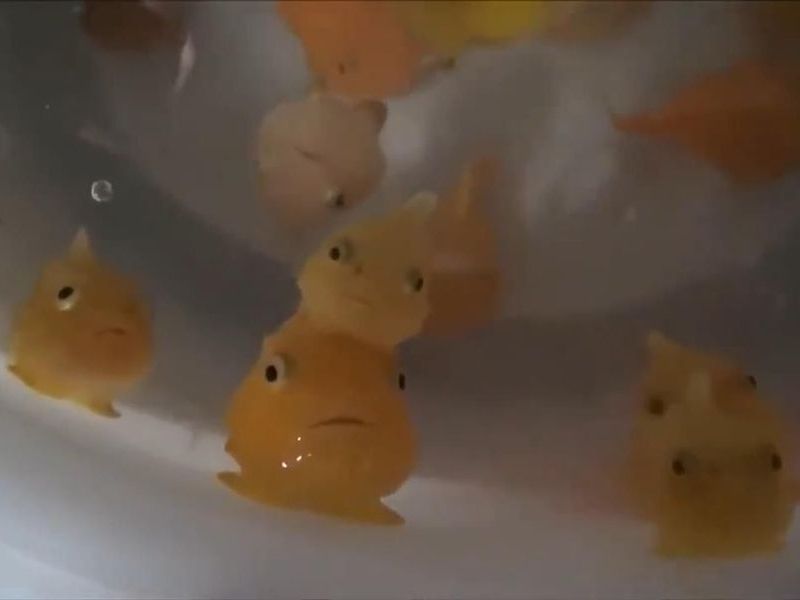 外国人 ポニョにそっくりじゃないか 海外で人気を呼んでいた魚の正体は らばq