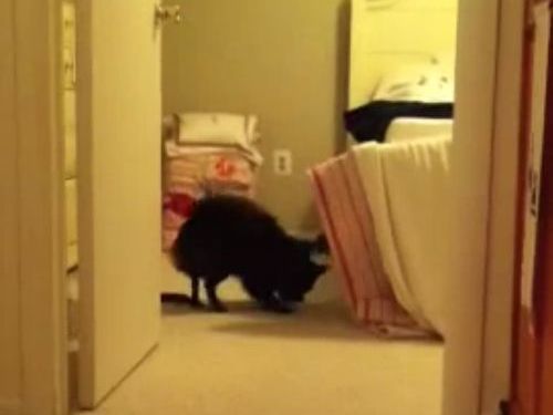 犬とボールと猫01